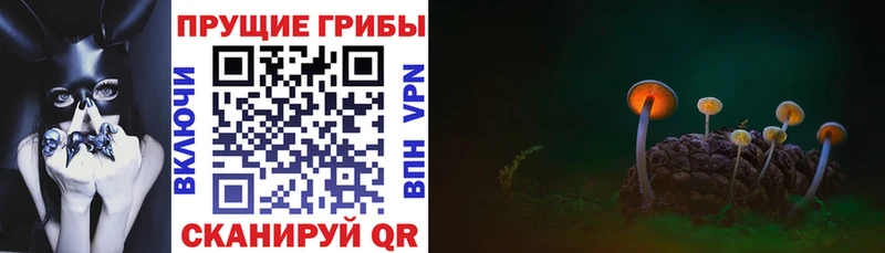 цены   Кулебаки  ОМГ ОМГ ссылки  Галлюциногенные грибы Psilocybe 